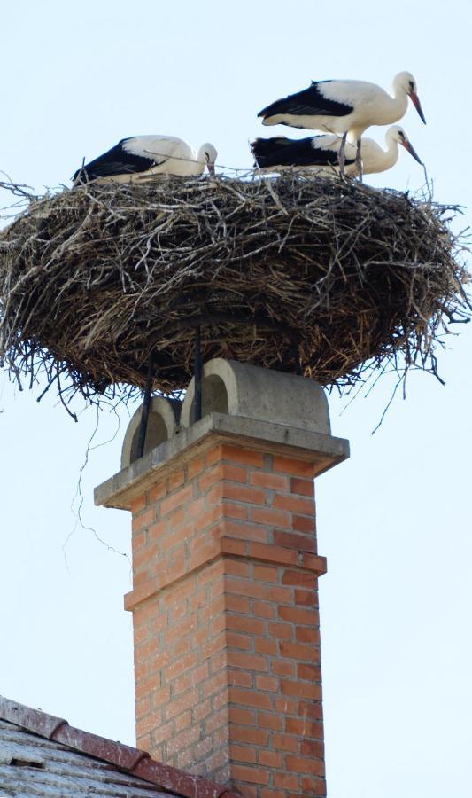 Hotel Gut Zentgraf Mörbisch am See Zewnętrze zdjęcie